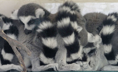  Ring Tailed Lemur huddle 