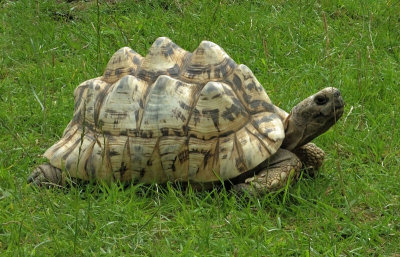  African Spurred Tortoise 
