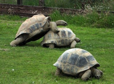   Aldabaran tortoises  trying to do what comes naturally
