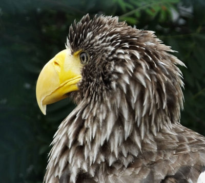   Stellers Sea Eagle 