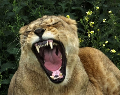  Lioness yawning 