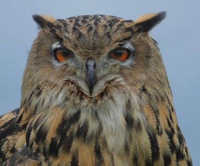  Eurasian Eagle Owl 