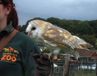  Barn Owl and handler