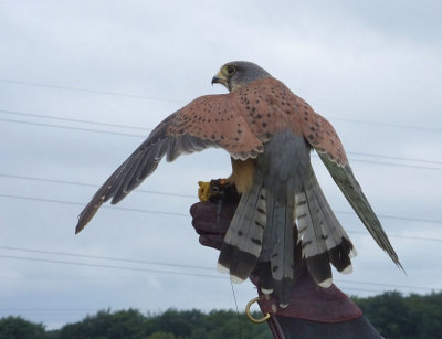  Male Kestrel about to fly 