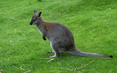  Bennetts wallaby 