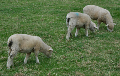  Sheep at Noahs Ark 
