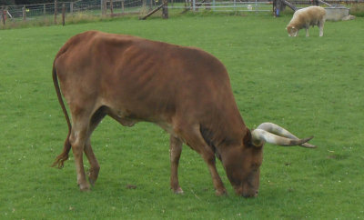  Ankole Cow 