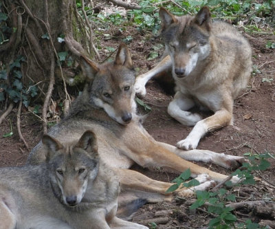  Wolves resting