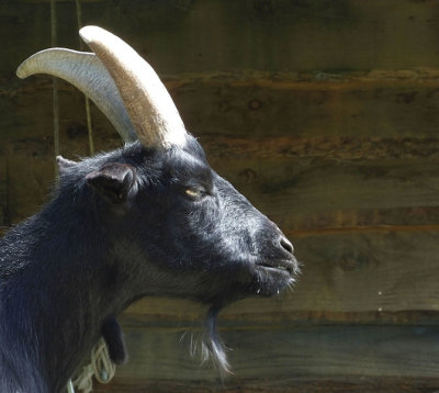   Pygmy Goat  