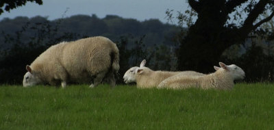 Local sheep