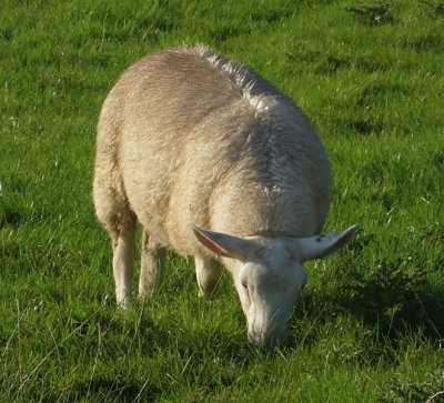  Back ridge sheep 