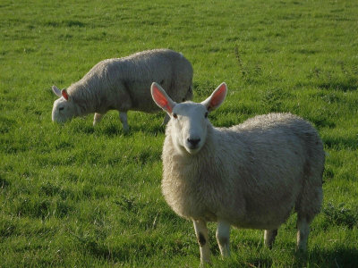  Alert local sheep