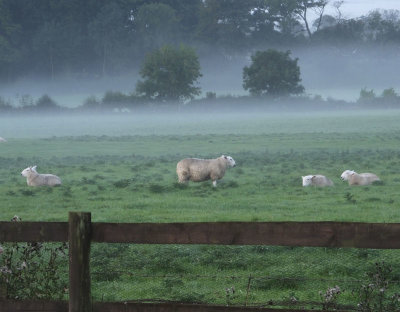 Misty sheep