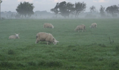 Misty local sheep