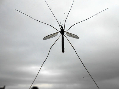 Male cranefly