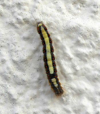 Grey Dagger moth caterpillar