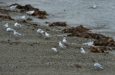  Black Headed Gulls on beach near Barclodiad Y Gawres