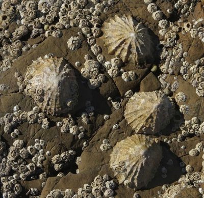 Limpets and barnacles at Church Bay