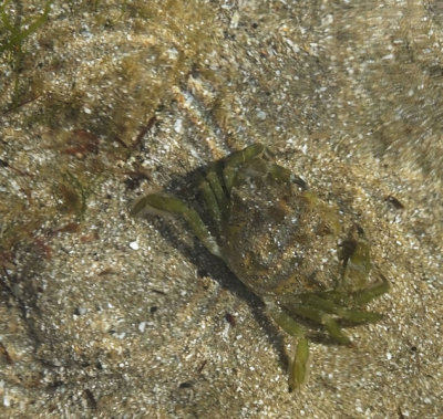 Small crab Church Bay