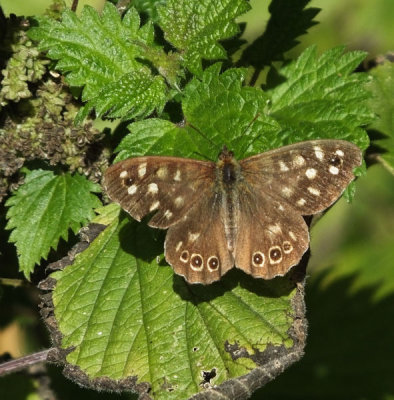 Speckled Wood Brown butterfly at Din Lligwy