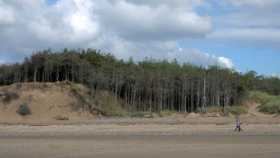 Forest and dunes at Newborough: Llanddwyn beach