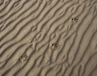 Pawprints in the sand Llanddwyn beach Newborough