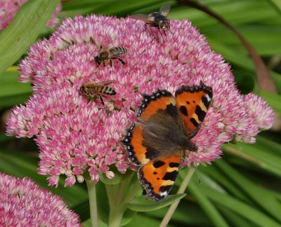 Honey bees hoverfly and Small Tortoiseshell butterfly on Sedum spectabile