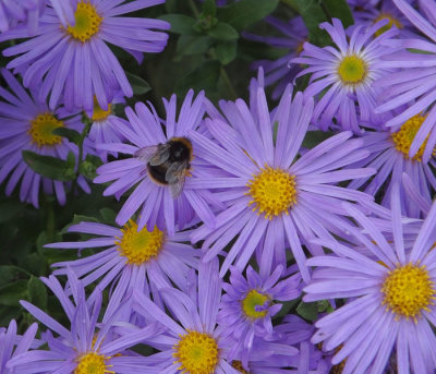Bumblebee on Michaelmas daisies