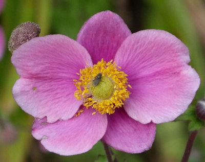  Japanese anemone and some sort of insect