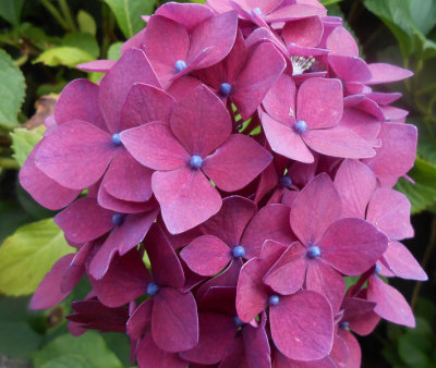 Red and blue Hydrangea