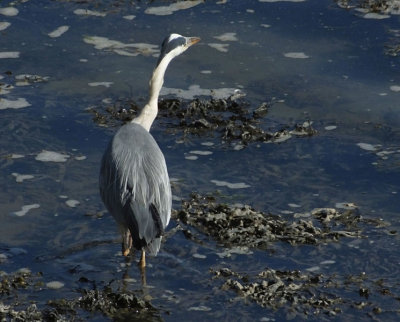 Grey Heron Plas Newydd Menai Strait