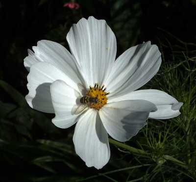 Cosmos and hoverfly Syrphus ribesii Italianate terrace Plas Newydd