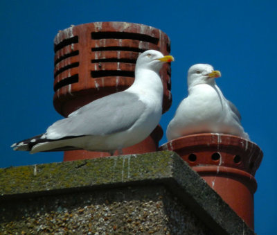 LlanfairPG_Herring gulls nesting in chimney pots
