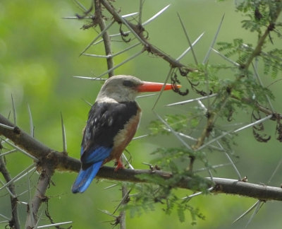 Grey Headed Kingfisher