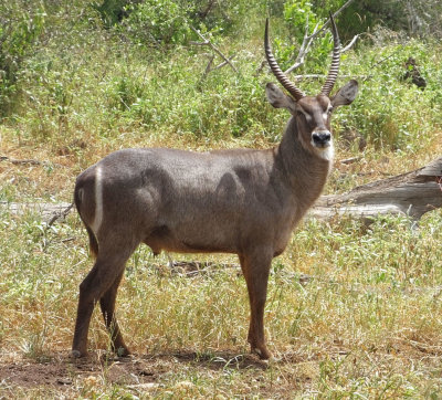 Male Common Waterbuck