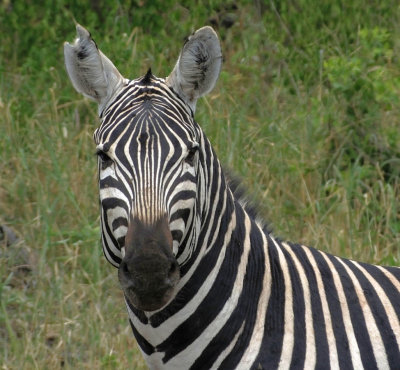 Burchells Zebra