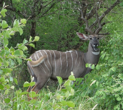 Male Lesser Kudu browsing