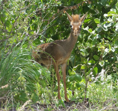 Male Kirk's Dik Dik
