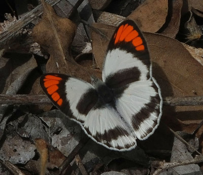  Orange Tip butterfly