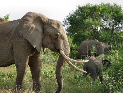  Matriarch elephant and calves
