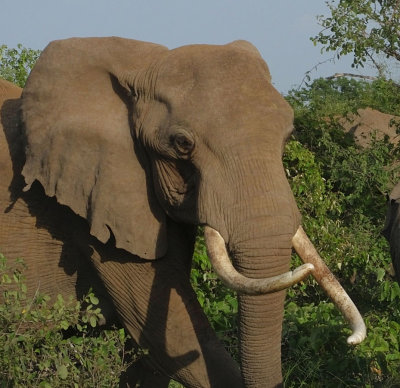 Matriarch elephant