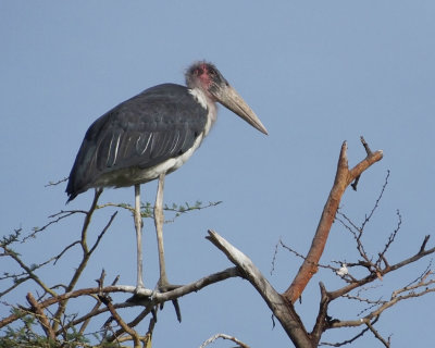  Maribou Stork