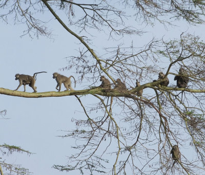  Yellow Baboons setting off foraging