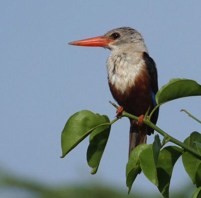 Grey Headed Kingfisher