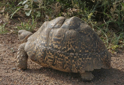 Leopard Tortoise walking
