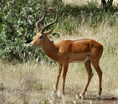 Impala male