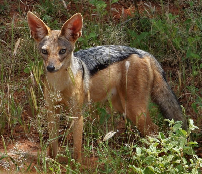 Black Backed Jackal