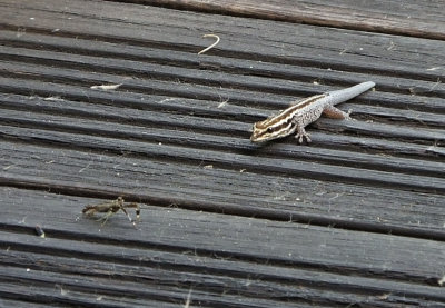 Schefflers Dwarf Gecko on my balcony