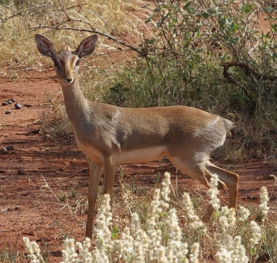Female Kirk's Dik Dik