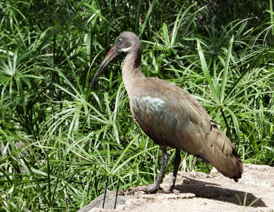 Hadada Ibis